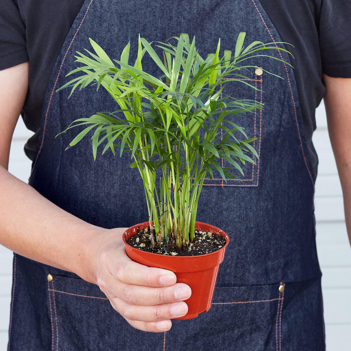 parlor palm flowers Parlor Palm | Indoor Plant | Tropical Plant | Chamaedorea elegans | Potted Plant