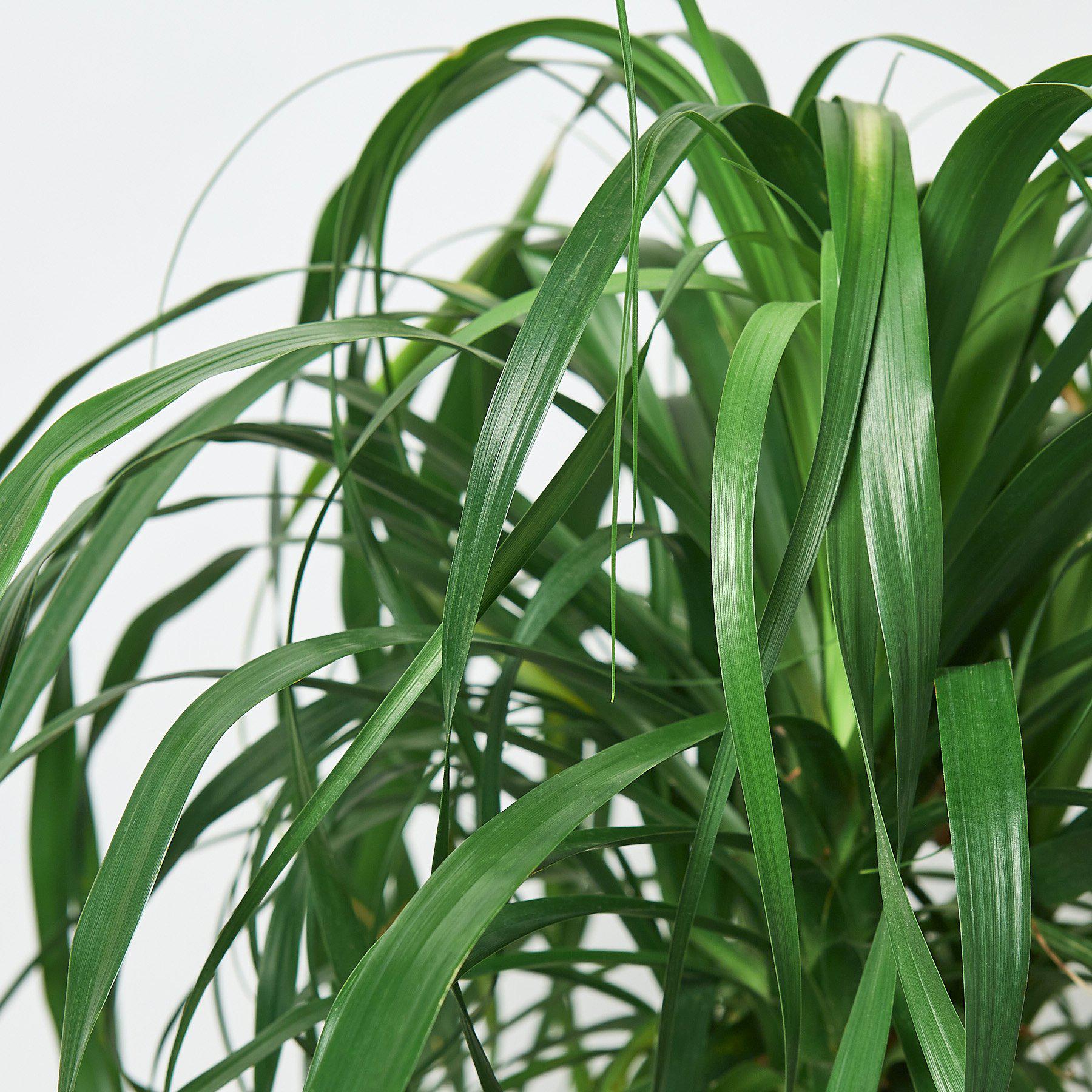 Palm 'Ponytail' - In 10