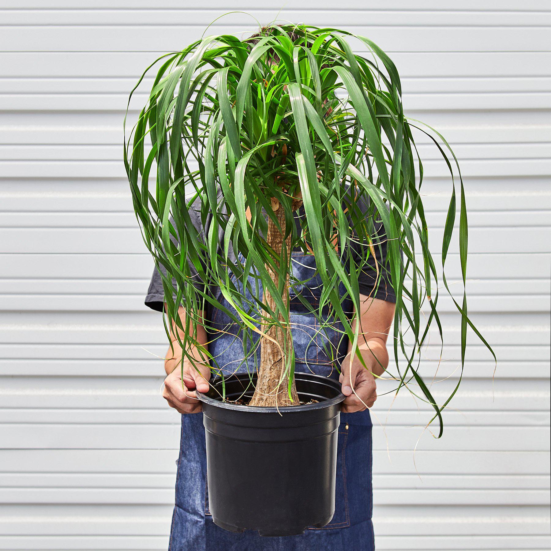 Palm 'Ponytail' - In 10