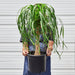 Palm 'Ponytail' - In 10" Pot - House Plant Shop
