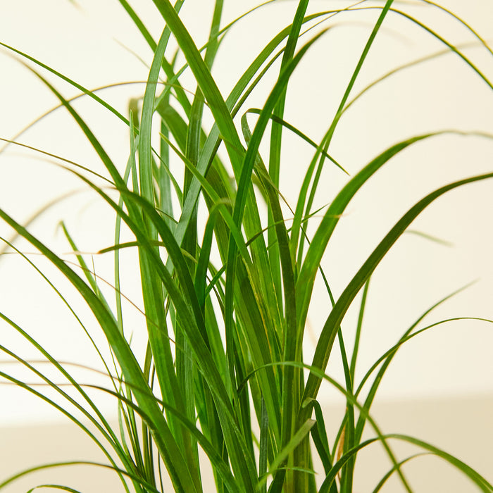 palm looking plants Palm Ponytail | Indoor Plant | Tropical Plant | Potted Plant