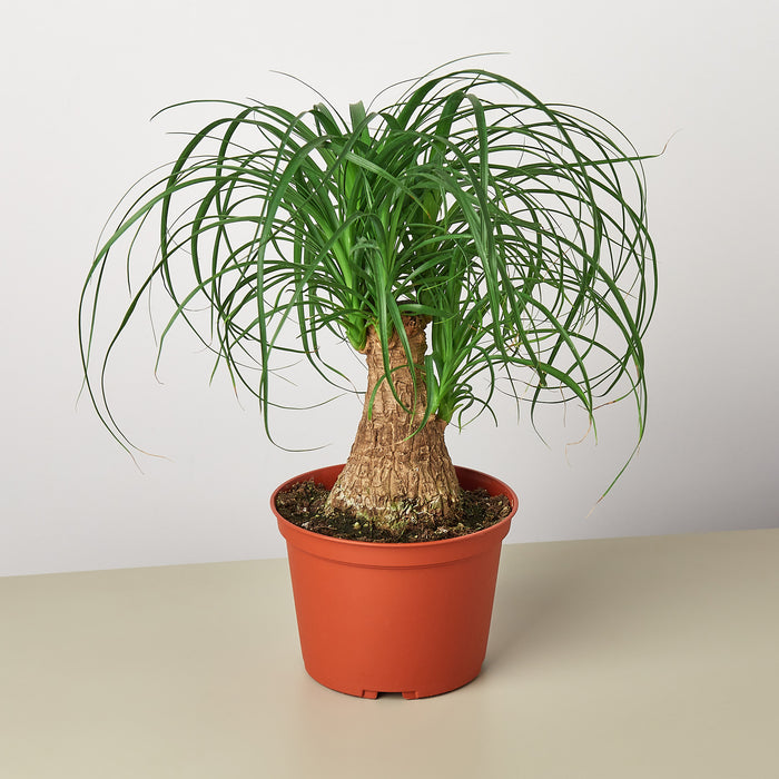 palm leaf indoor plant Palm Ponytail | Indoor Plant | Tropical Plant | Potted Plant