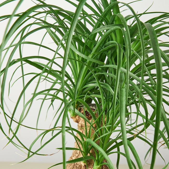 beaucarnea recurvata exotic tropical ponytail palm tree house plant Palm Ponytail