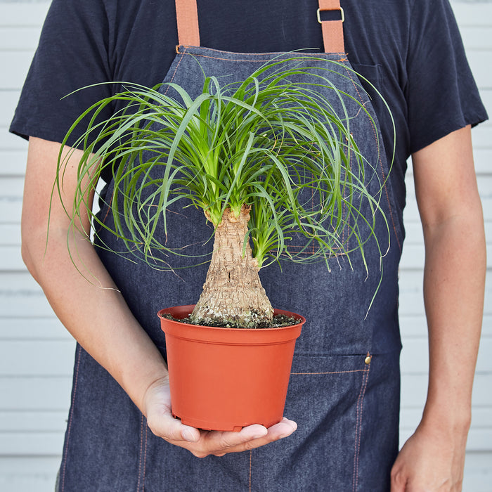 buy ponytail palm Palm Ponytail