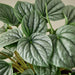 Peperomia 'Frost - House Plant Shop