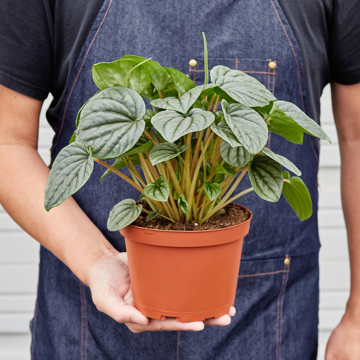 pepperoni house plant Peperomia 'Frost | Indoor Plant | Tropical Plant | Potted Plant