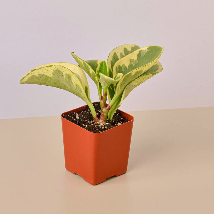 indoor tropical house plants for sale 3" Tropical Plant Variety Bundle | Indoor Plant | Tropical Plant | Potted Plant
