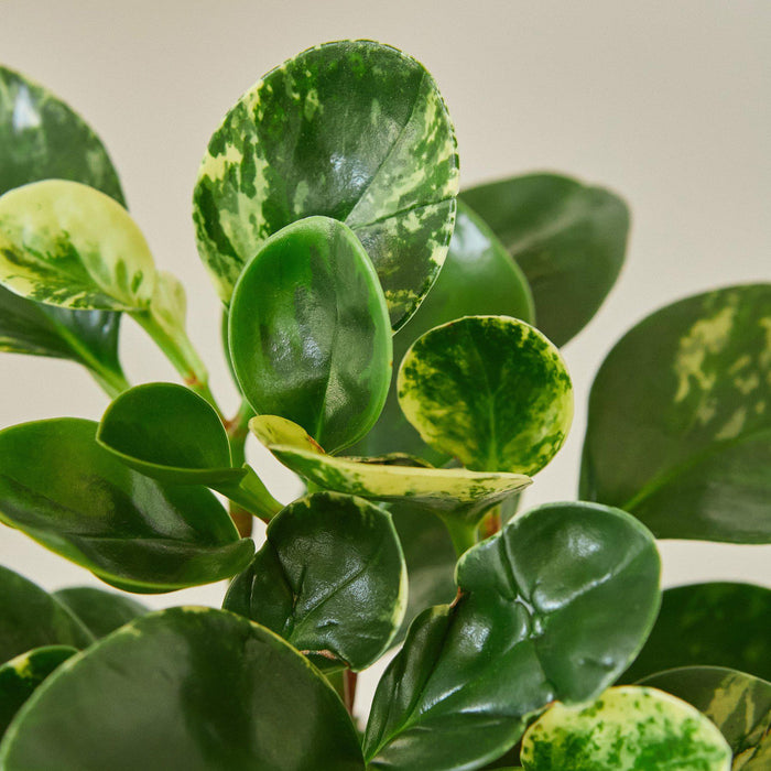 is peperomia indoor plant Peperomia 'Marble' | Indoor Plant | Tropical Plant | Potted Plant