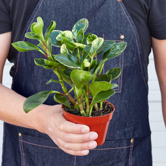 marble house plant Peperomia 'Marble'