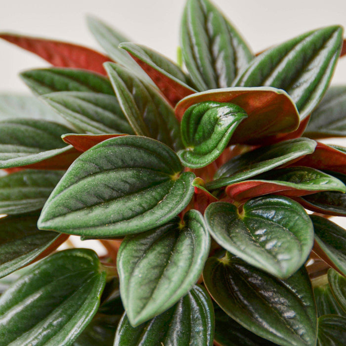 Peperomia 'Rosso' - House Plant Shop