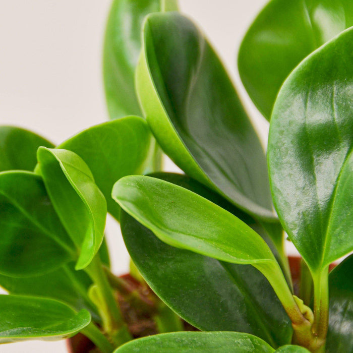 house plants thailand Peperomia Thailand | Indoor Plant | Tropical Plant | Potted Plant