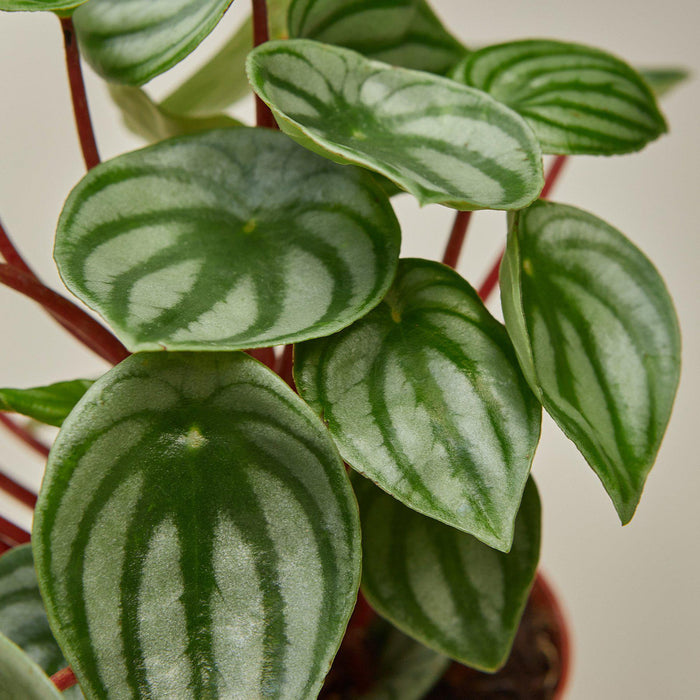 watermelon peperomia indoor plant Peperomia 'Watermelon' | Indoor Plant | Tropical Plant | Potted Plant