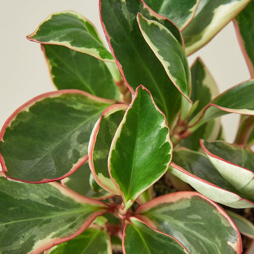 Peperomia 'Ginny' - House Plant Shop