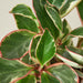 Peperomia 'Ginny' - House Plant Shop