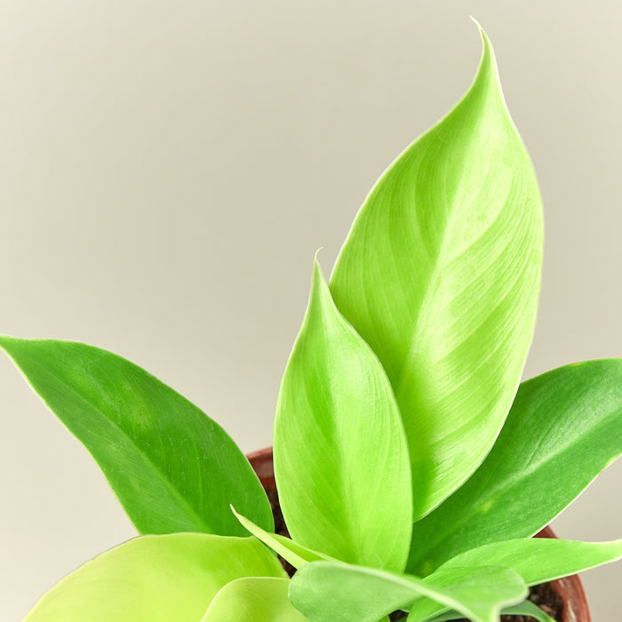 Philodendron 'Moonlight' - House Plant Shop