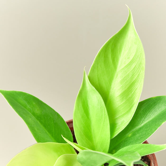 buy philodendrons online Philodendron 'Moonlight' | Indoor Plant | Tropical Plant | Potted Plant
