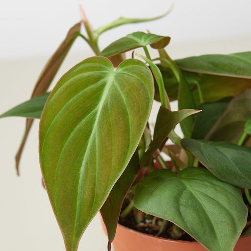 philodendron hederaceum micans velvet leaf Philodendron 'Velvet' | Indoor Plant | Tropical Plant | Potted Plant
