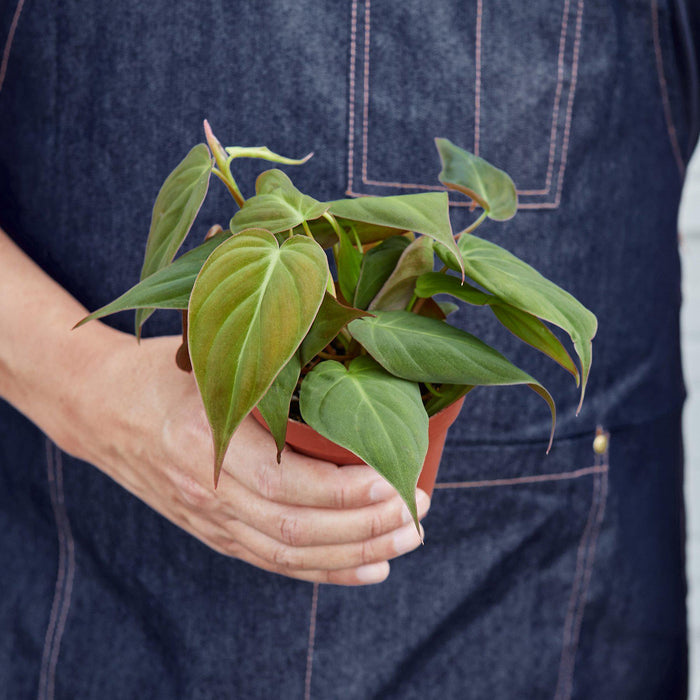 velvet philodendron types Philodendron 'Velvet' | Indoor Plant | Tropical Plant | Potted Plant