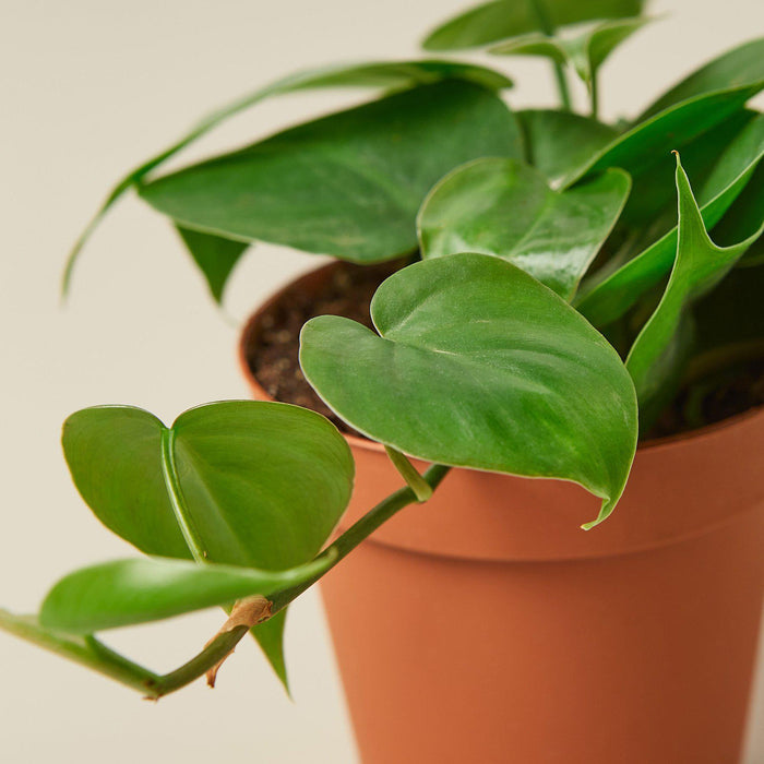 indoor hanging plant heart shaped leaves Philodendron Cordatum 'Heartleaf' | Indoor Plant | Tropical Plant | Potted Plant
