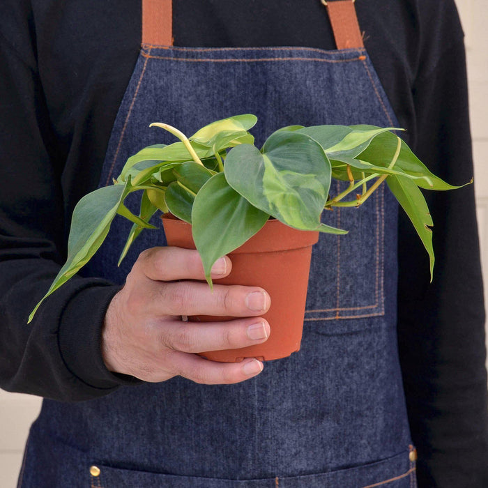 philodendron brasil large Philodendron 'Brasil' | Indoor Plant | Tropical Plant | Potted Plant