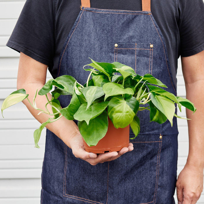 philodendron hederaceum brazil Philodendron 'Brasil' | Indoor Plant | Tropical Plant | Potted Plant