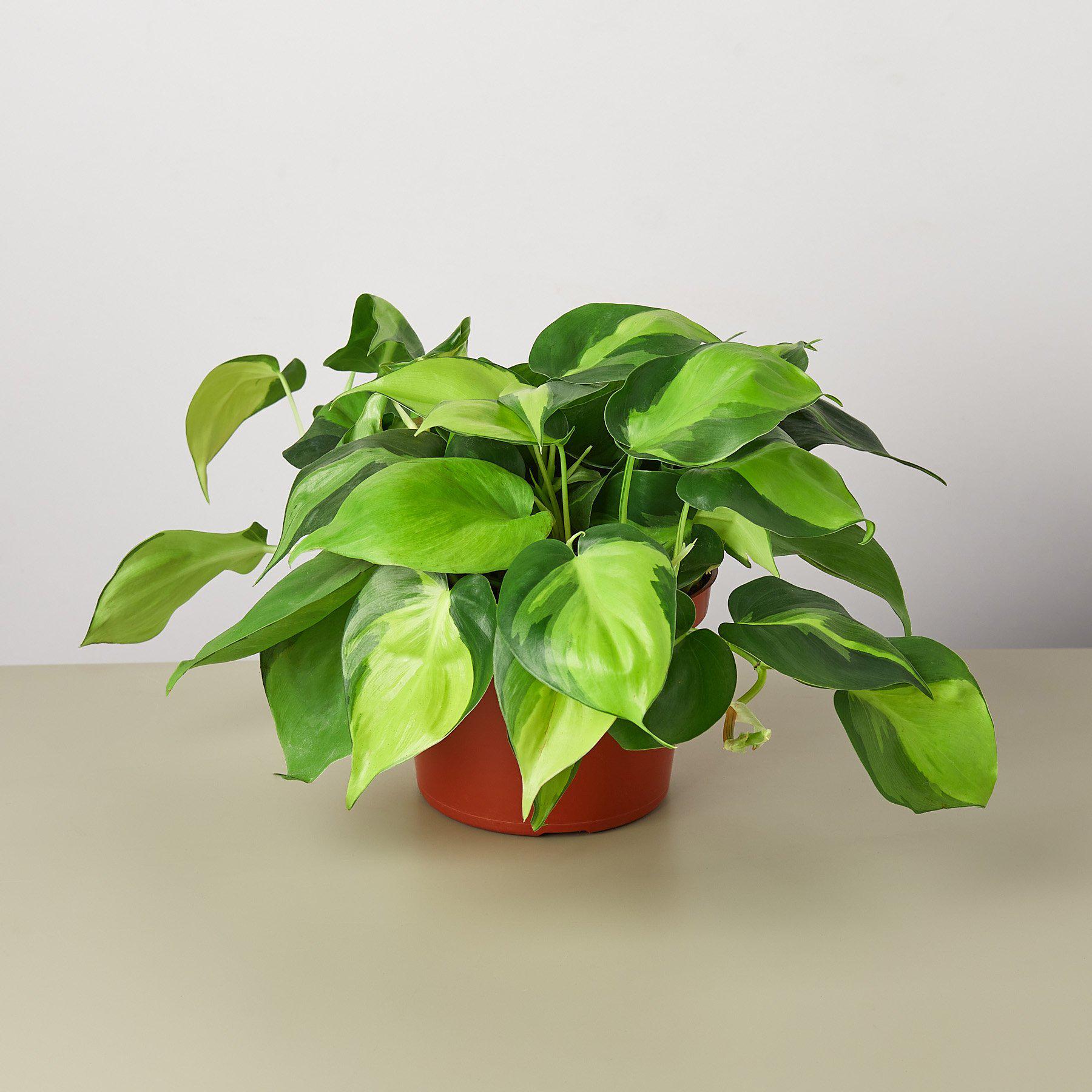 Philodendron Hederaceum 'Brasil' - House Plant Shop