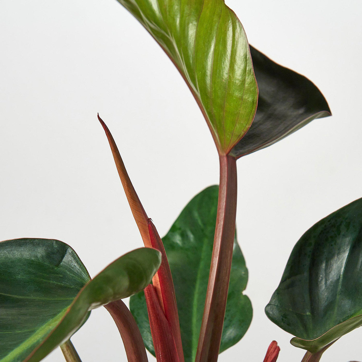Philodendron 'Congo Rojo' | Indoor Plant | Tropical Plant | Potted
