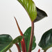 Philodendron 'Congo Rojo' - House Plant Shop