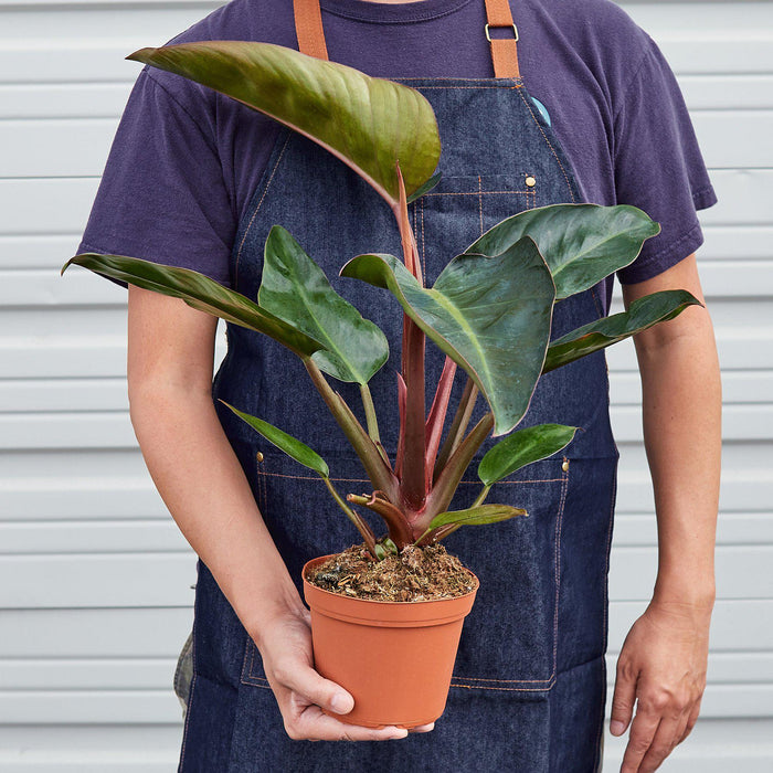 red congo philodendron Philodendron 'Congo Rojo' | Indoor Plant | Tropical Plant | Potted Plant