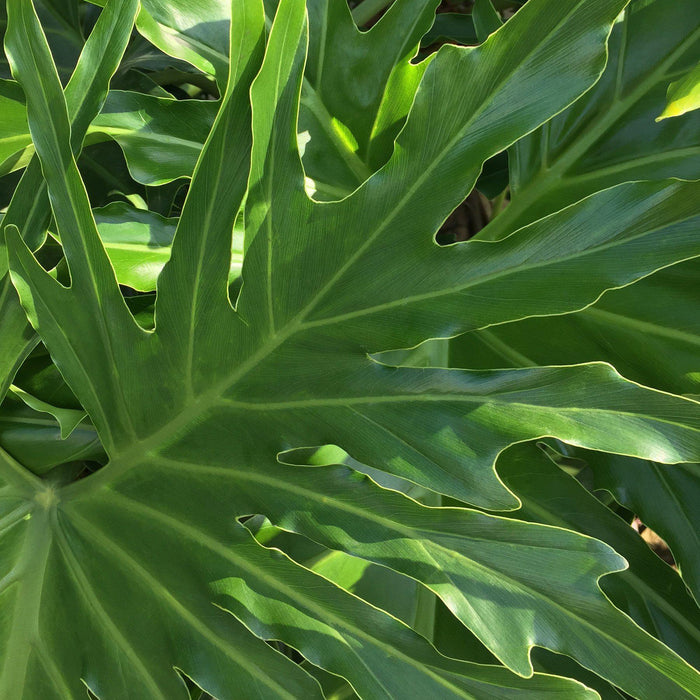philodendron kathleen Philodendron ‘Lickety Split' - 8" Pot | Indoor Plant | Tropical Plant | Potted Plant
