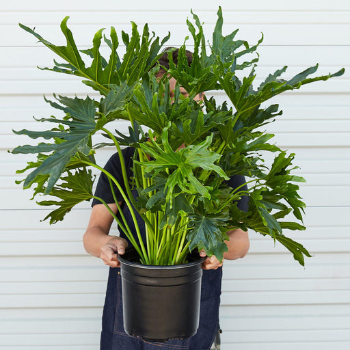 Philodendron ‚ÄòLickety Split' - 8" Pot - House Plant Shop