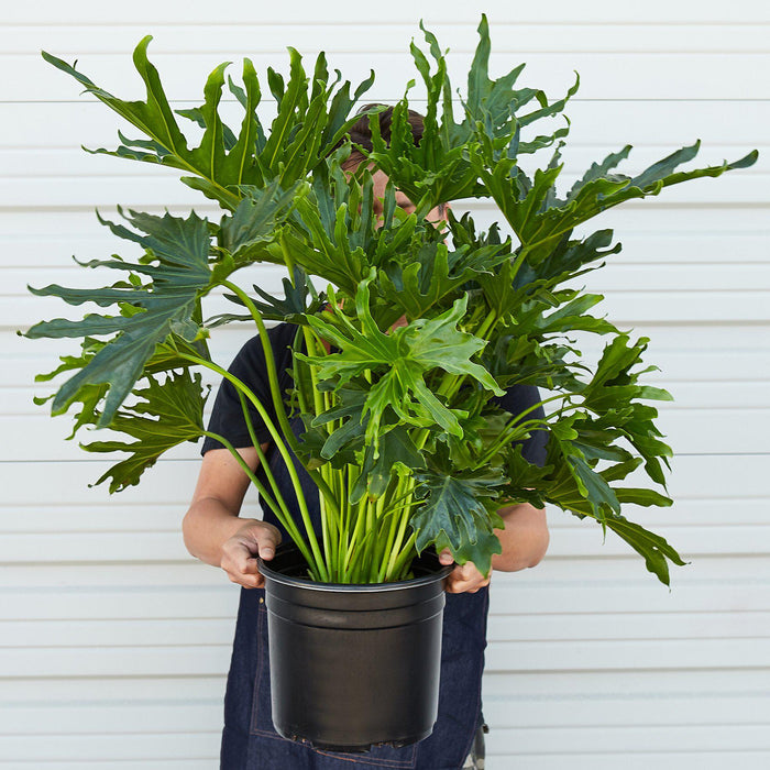 split plant pots Philodendron ‘Lickety Split' - 8" Pot | Indoor Plant | Tropical Plant | Potted Plant
