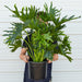 Philodendron ‘Lickety Split' - 8" Pot - House Plant Shop