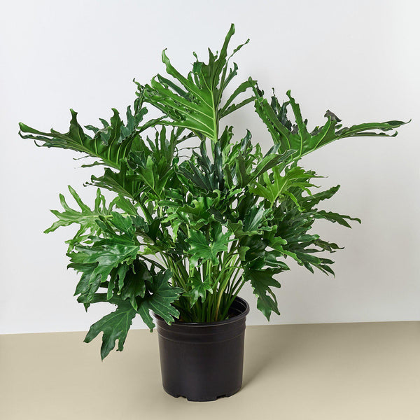 philodendron deliksii Philodendron 'Lickety Split'