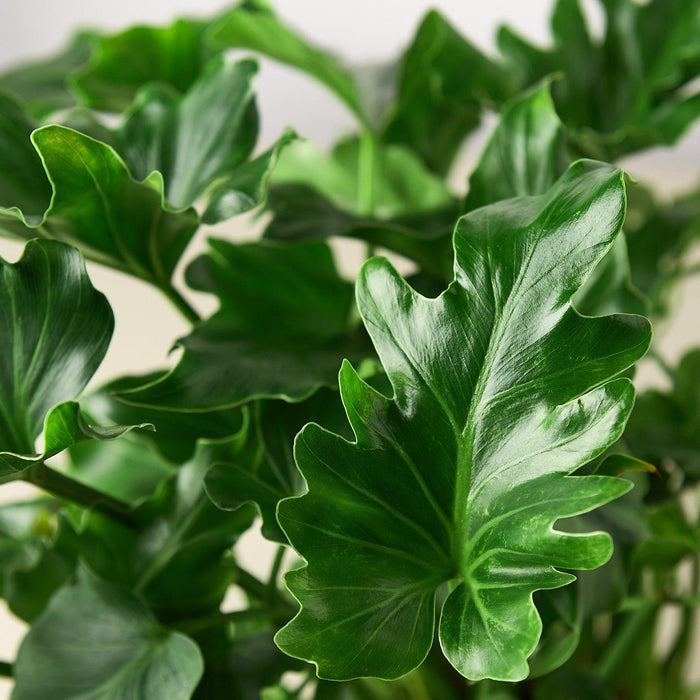 philodendron hope house Philodendron Little Hope