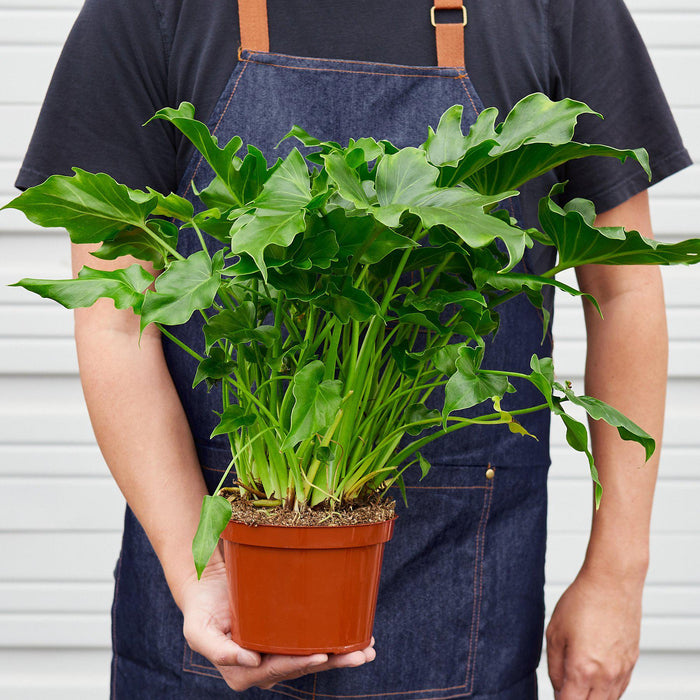 philodendron houseplant buy Philodendron Little Hope