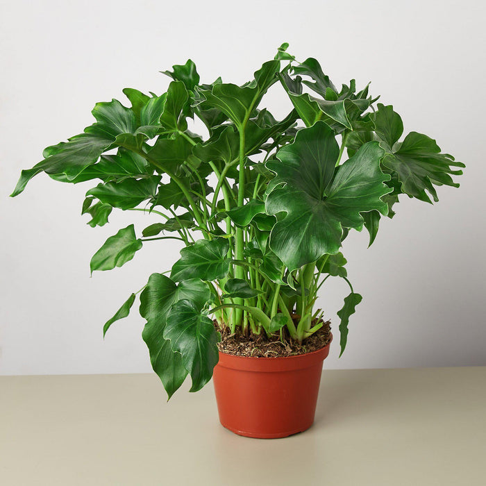 philodendron selloum kaufen Philodendron ‘Little Hope' | Indoor Plant | Tropical Plant | Potted Plant