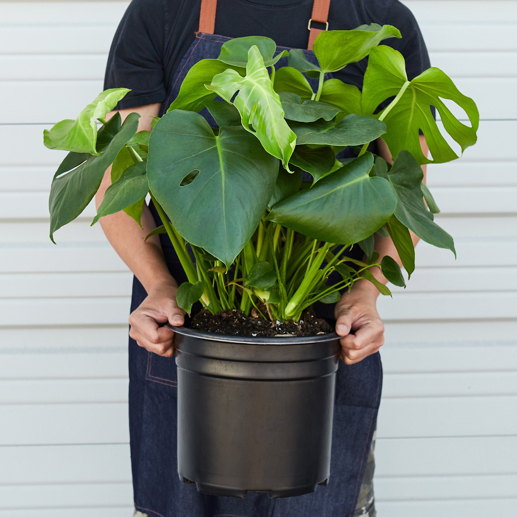 Philodendron ‘Monstera' - 10