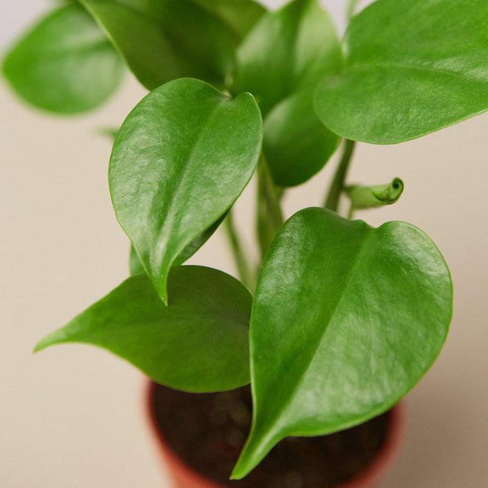 split leaf philodendron buy Monstera 'Split-Leaf'