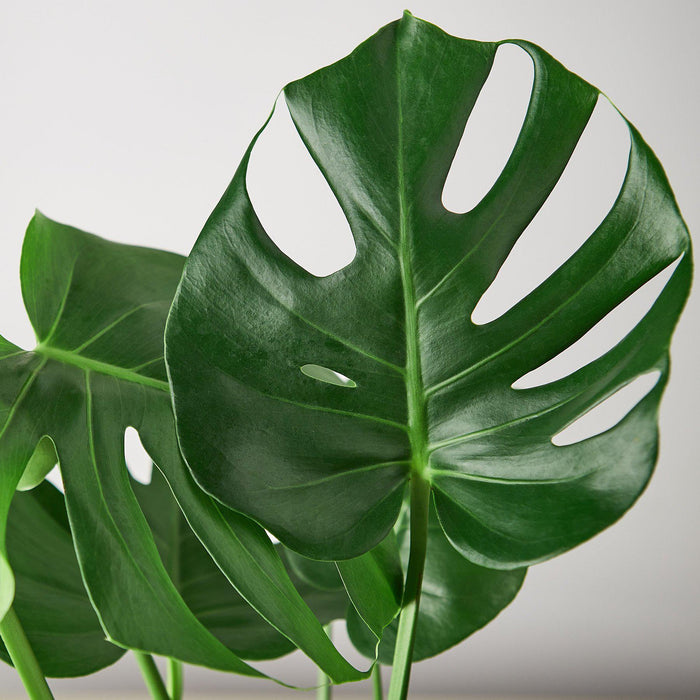 monstera vs philodendron split leaf Monstera 'Split-Leaf'