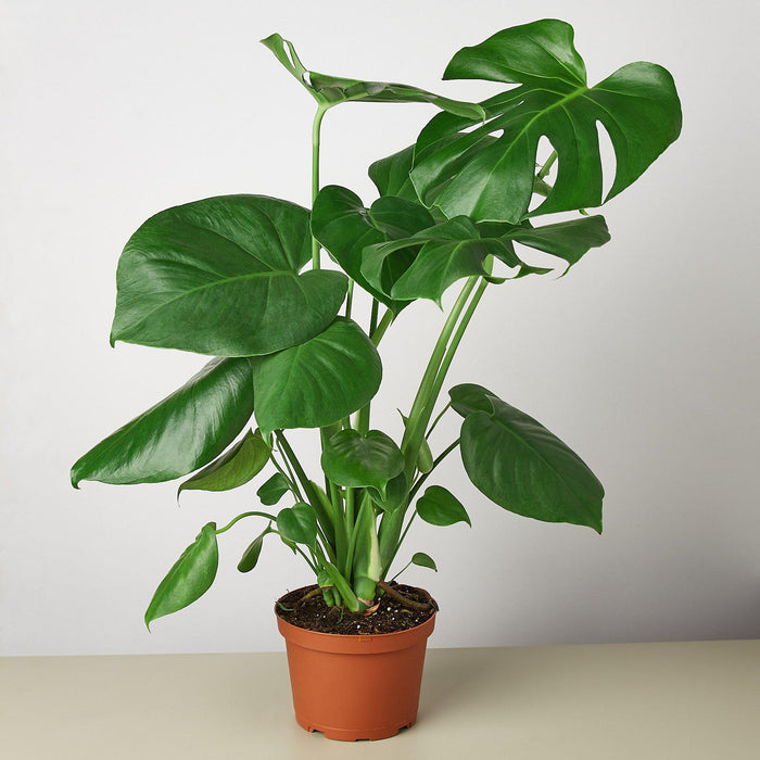 house plants with split leaves Monstera 'Split-Leaf'