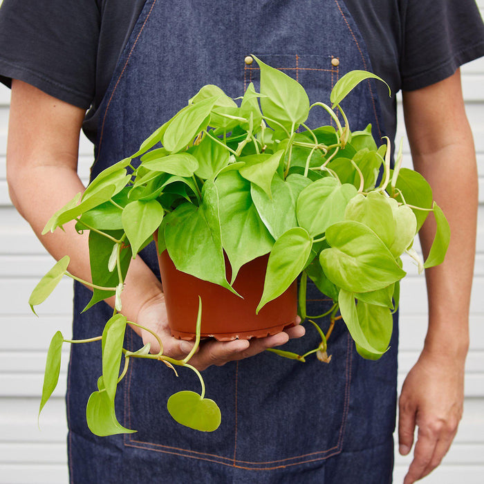 neon house plant Philodendron Cordatum 'Neon' | Indoor Plant | Tropical Plant | Potted Plant