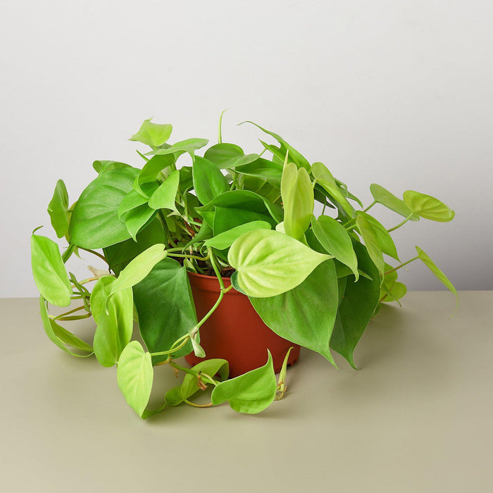 neon philodendron for sale Philodendron Cordatum 'Neon'