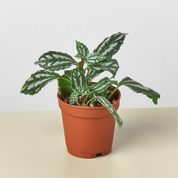 aluminum house plant Pilea 'Aluminum'