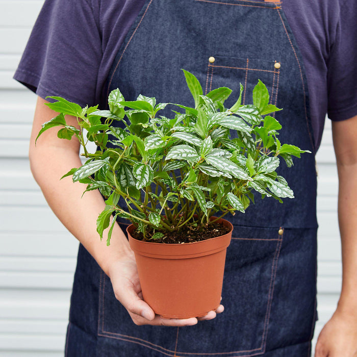 aluminum house plant Pilea 'Aluminum'