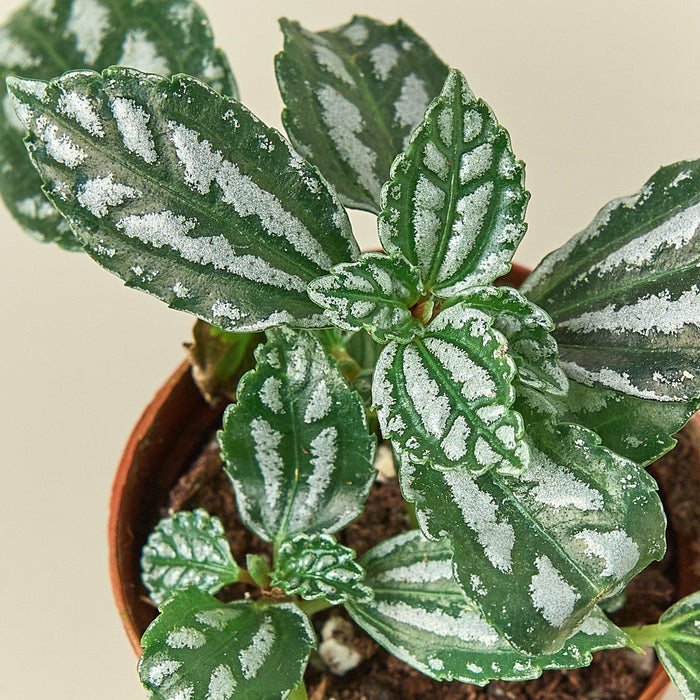 house plant pilea Pilea 'Aluminum'