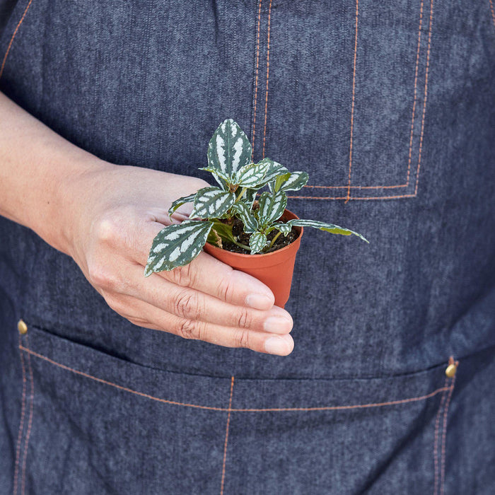 aluminum house plant Pilea 'Aluminum'