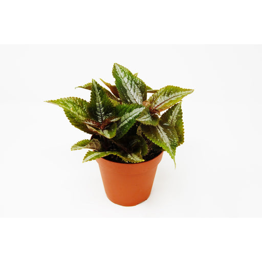 Pilea 'Bronze' - House Plant Shop
