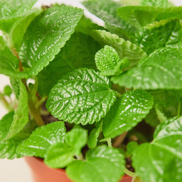 crinkly leaf house plant Pilea 'Crinkle' | Indoor Plant | Tropical Plant | Potted Plant