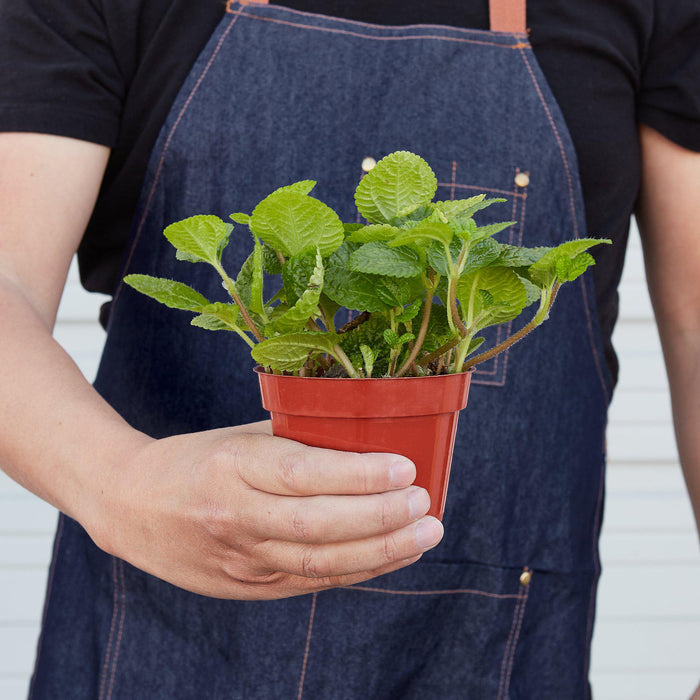 crinkly leaf house plant Pilea 'Crinkle'